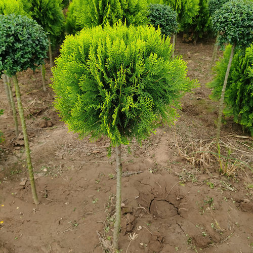 洒金柏树苗松柏苗木盆栽地栽花卉庭院绿化植物黄金柏原生香松扁柏 - 图1