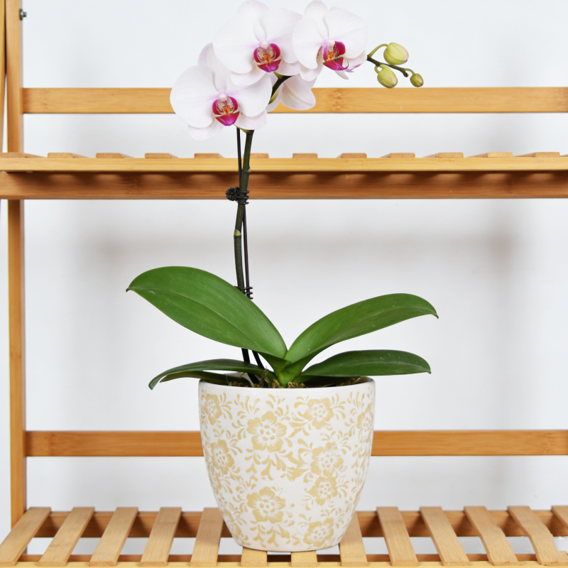 陶瓷花盆特大号绿植兰花花盆陶瓷花瓶花器桌面鹅蛋带孔送底托,淘宝优惠券,粉丝福利购,淘宝优惠卷