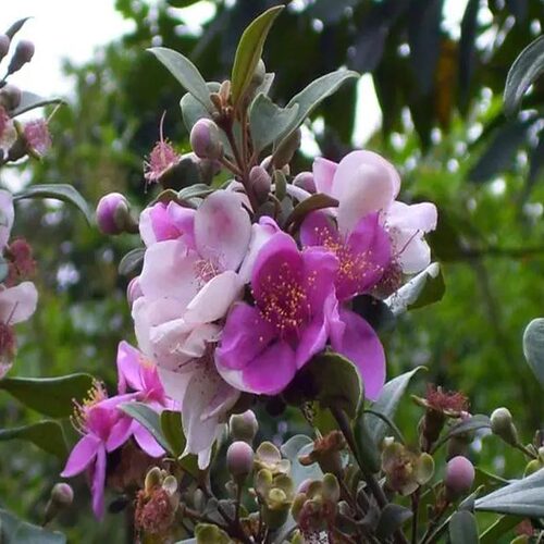 山捻子桃金娘树苗别墅庭院四季种植阳台观赏花树常青绿化盆栽绿植 - 图1