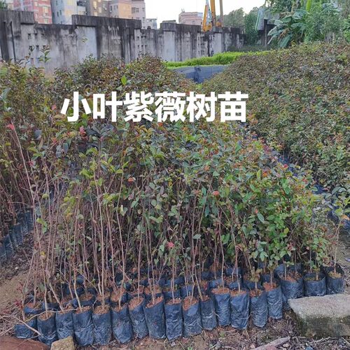 小叶紫薇树苗别墅庭院绿化风景树耐寒红花紫薇花树盆栽四季种植物 - 图1