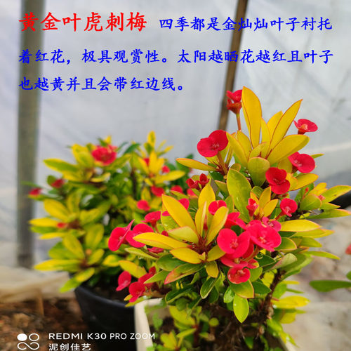 稀有新品种金叶花叶虎刺梅小叶金边铁海棠四季开花懒人盆栽耐暴晒 - 图2