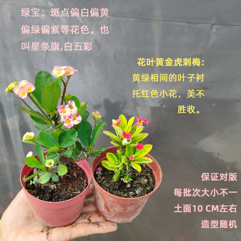 小叶小花虎刺梅多品种四季开花盆栽无刺铁海棠黄色耐热旱花卉粉色 - 图2