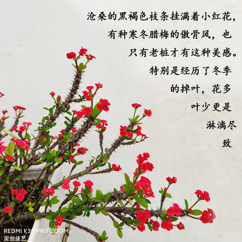 大老桩小叶小花虎刺梅盆栽悬崖盆景苗铁海棠耐晒耐热花卉阳台庭院 - 图0