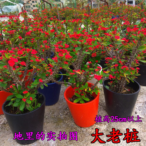 老桩小叶虎刺梅稀有品种四季开花盆栽麒麟花黄色铁海棠耐旱花卉粉 - 图0