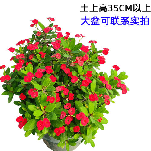 中小花鸡血红虎刺梅盆栽国旗红血色铁海棠阳台楼顶门口耐暴晒花卉 - 图1