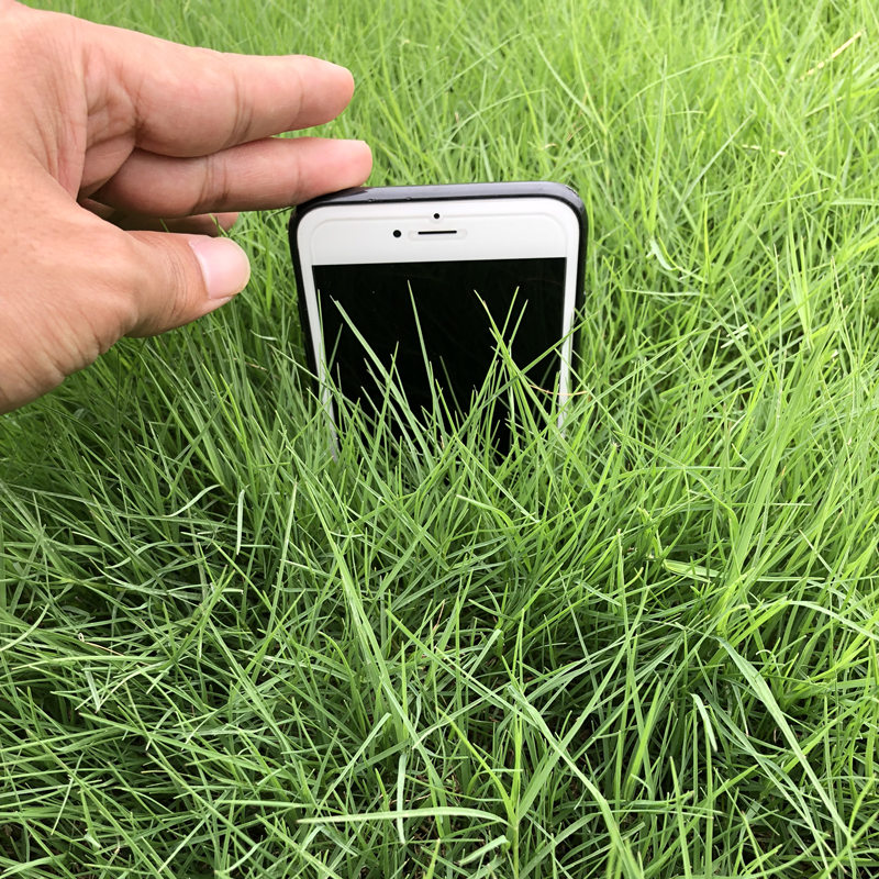 草坪种子籽矮生黑麦草护坡高羊茅籽多年生草籽易种四季耐寒抗旱 - 图1