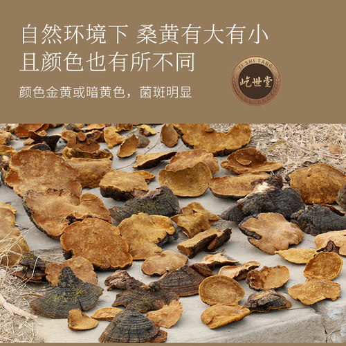 西藏桑黄灵芝菌正品非长白山野生非暴马桑黄整支灵芝送枸杞茶 - 图2