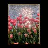 Tulip Fragrant Diamond Drills Living Room маленькая паста бриллиант заканчивается 2023 Новая спальня простая и современная северная