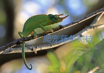 Chameleon pet lizard lizard reptile green hyena Canopy High Canopy Climbing large small emulation Climbing Vine twigs.