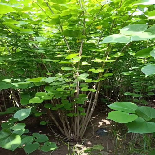 紫荆花树苗紫荆花苗满条红庭院阳台开花花卉绿化工程苗木当年开花 - 图0