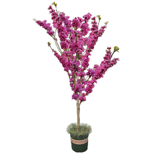 紫荆花树苗紫荆花苗满条红庭院阳台开花花卉绿化工程苗木当年开花 - 图3