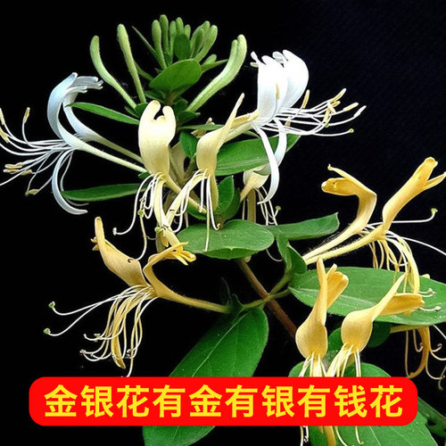 金银花树苗多年生树形爬藤四季红色北花一号耐旱盆栽地栽食用药用 - 图0