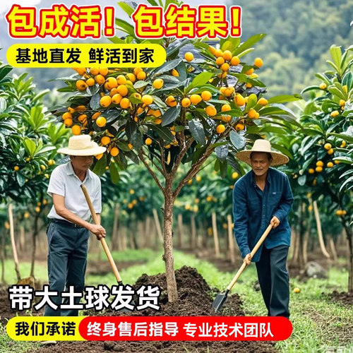 特大枇杷树苗果苗大果大五星白玉琵琶果树苗嫁接批把树当年结果树 - 图1