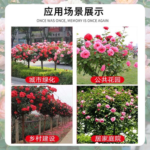 棒棒糖树桩月季花树苗老桩嫁接四季开特大花树状巨型玫瑰花卉盆栽 - 图2