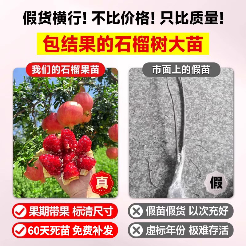 石榴树树苗突尼斯软籽石榴苗盆栽庭院果树无籽甜石榴特大带土果苗,淘宝优惠券,粉丝福利购,淘宝优惠卷