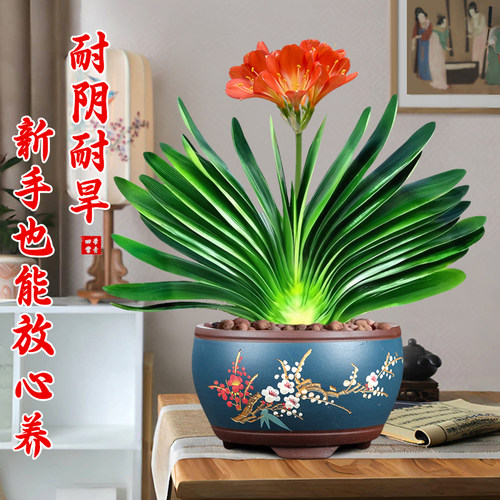 君子兰盆栽带花苞发货精品名贵国宝级圆头花卉室内外四季好养植物 - 图2