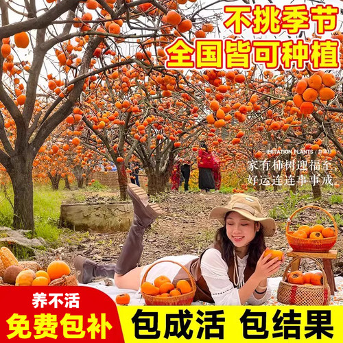 特大号柿子树苗庭院果树脆甜火晶柿子苗嫁接树苗南北方耐寒水果苗 - 图2