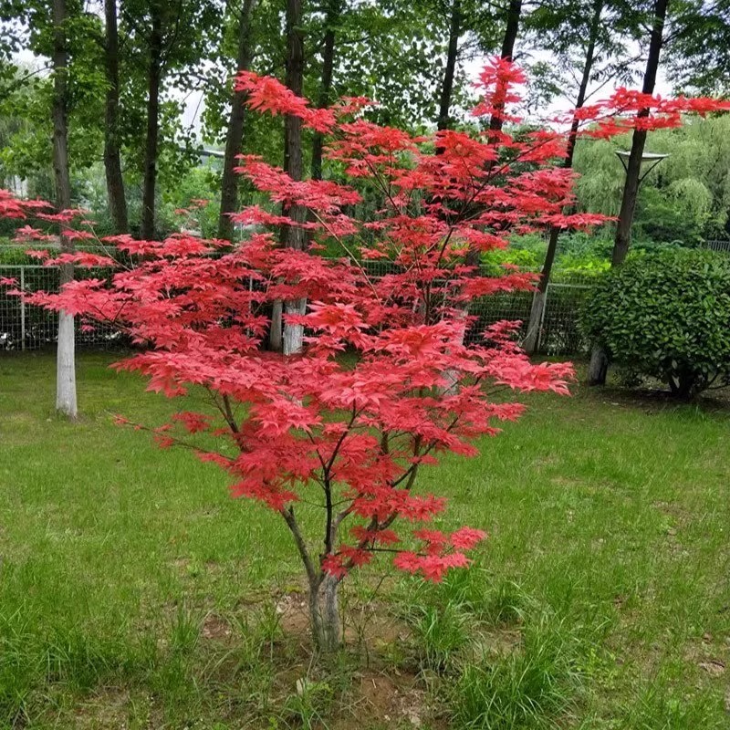 日本红枫树苗四季红舞姬中国红枫盆栽室内外庭院地栽四季种植绿植 - 图0