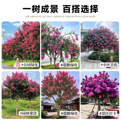 紫薇花树苗庭院大型老桩别墅室外道路绿化植物百日红花卉风景大树 - 图3