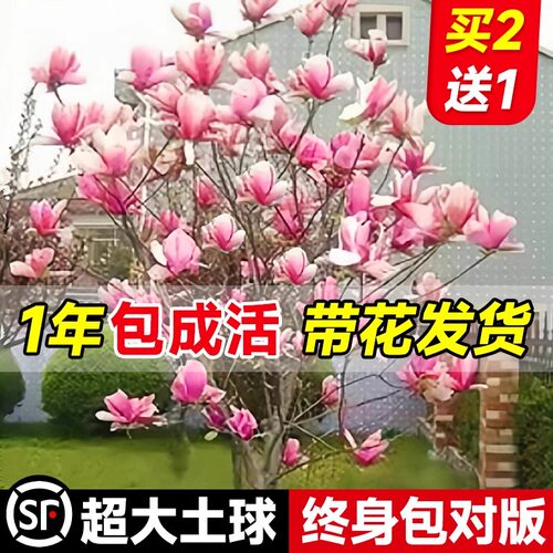 玉兰树苗大树带花苞耐寒庭院室外绿化植物白紫广玉兰花苗花卉盆栽 - 图0
