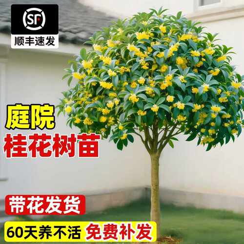 桂花树苗大树四季桂老桩庭院金桂八月桂室外种植别墅地栽花卉绿植 - 图1