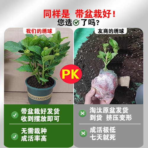 绣球花苗大花无尽夏四季绣球盆栽绿植带花庭院好养花卉植物室内花 - 图2
