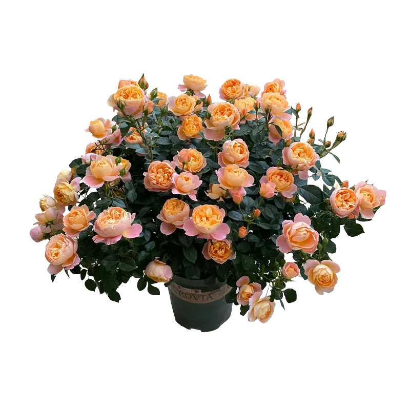 果汁阳台月季盆栽花苗特大花苗四季花卉玫瑰带花苞阳台植物红果汁,淘宝优惠券,粉丝福利购,淘宝优惠卷