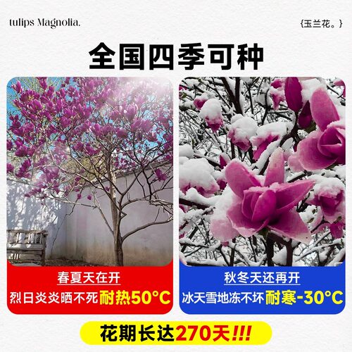 玉兰树苗大树带花苞耐寒庭院室外绿化植物白紫广玉兰花苗花卉盆栽 - 图2