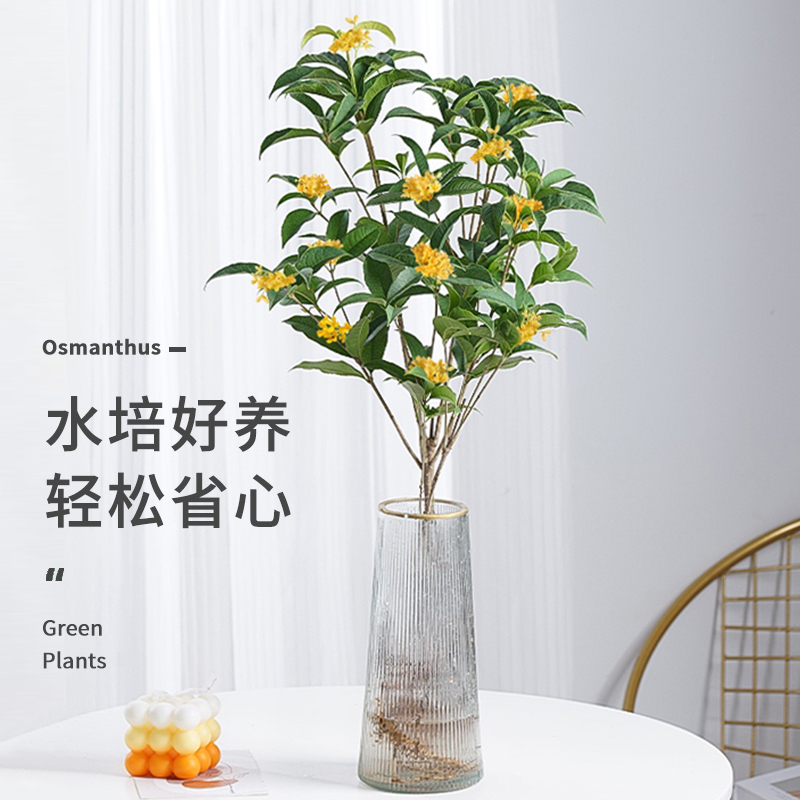 水培桂花盆栽树苗四季室内好养绿植花卉桂花鲜切水养植物花浓香型 - 图1