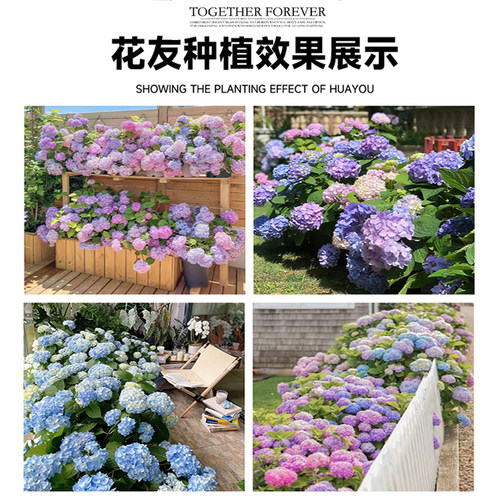 绣球花苗大花无尽夏四季绣球盆栽绿植带花庭院好养花卉植物室内花 - 图3
