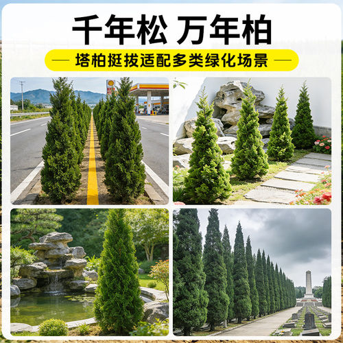 松柏树树苗坟地墓前树龙柏桧塔柏庭院工程绿化行道树四季常青乔木 - 图3