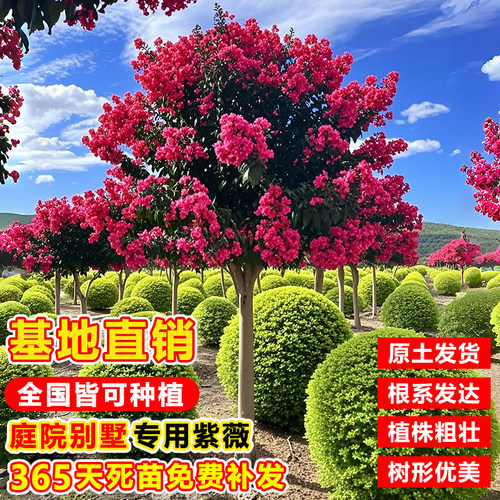 紫薇花树苗庭院大型老桩别墅室外道路绿化植物百日红花卉风景大树 - 图1