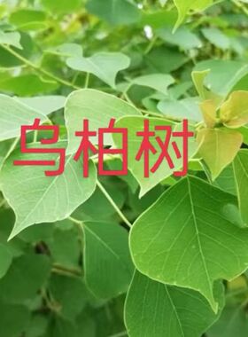 柳树枝核桃树枝桑树枝洋槐树枝桃树枝榆树枝苦楝树枝杨树枝枸杞枝
