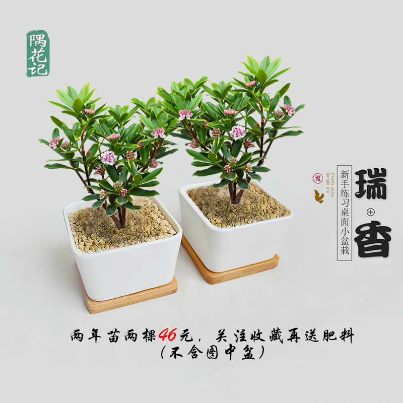 盆栽景花卉苗耐寒植物室内浓香好养易活四季常青不带花苞金边瑞香