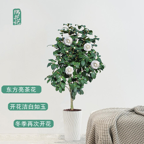 名贵白山茶花现无花苞东方亮庭院花卉盆栽绿植物树苗室内客厅好养 - 图1