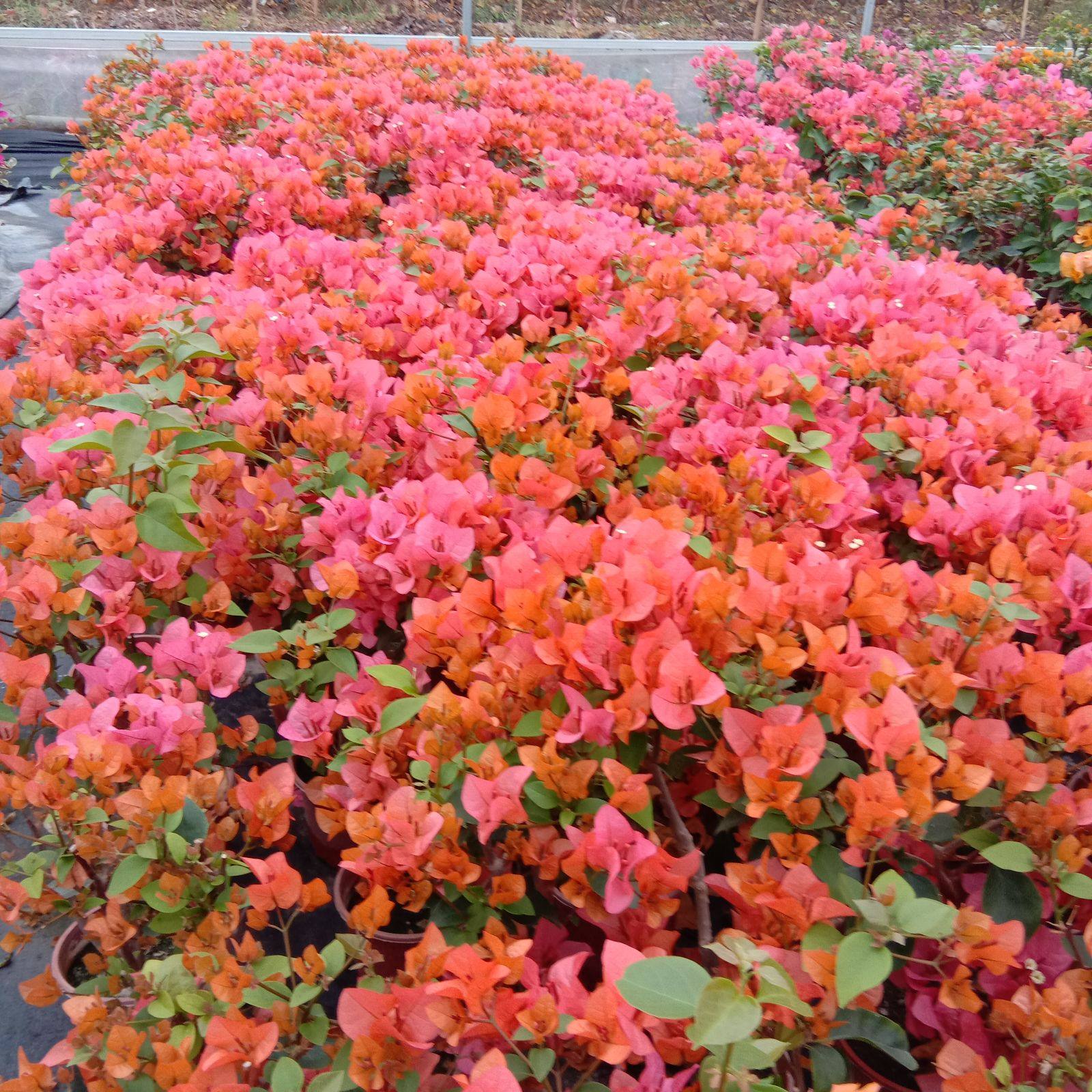 勤花三角梅【波伊斯玫瑰】爬藤植物阳台四季开花盆栽绿植包邮,淘宝优惠券,粉丝福利购,淘宝优惠卷