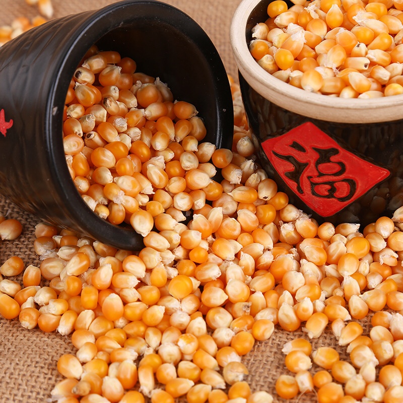 爆花小玉米粒爆米花原料new plain grain popcorn raw corn 1000g - 图0