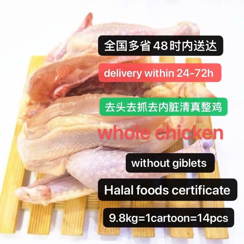 清真西装鸡全鸡Helal whole chicken without giblets 9.8Kg/18pc - 图0