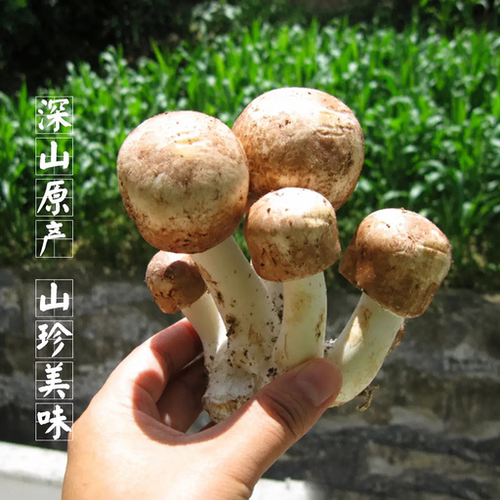 姬松茸100克干货小姬 松茸 菌 精选姬松耸蘑菇巴西菌菇鸡松茸 - 图1