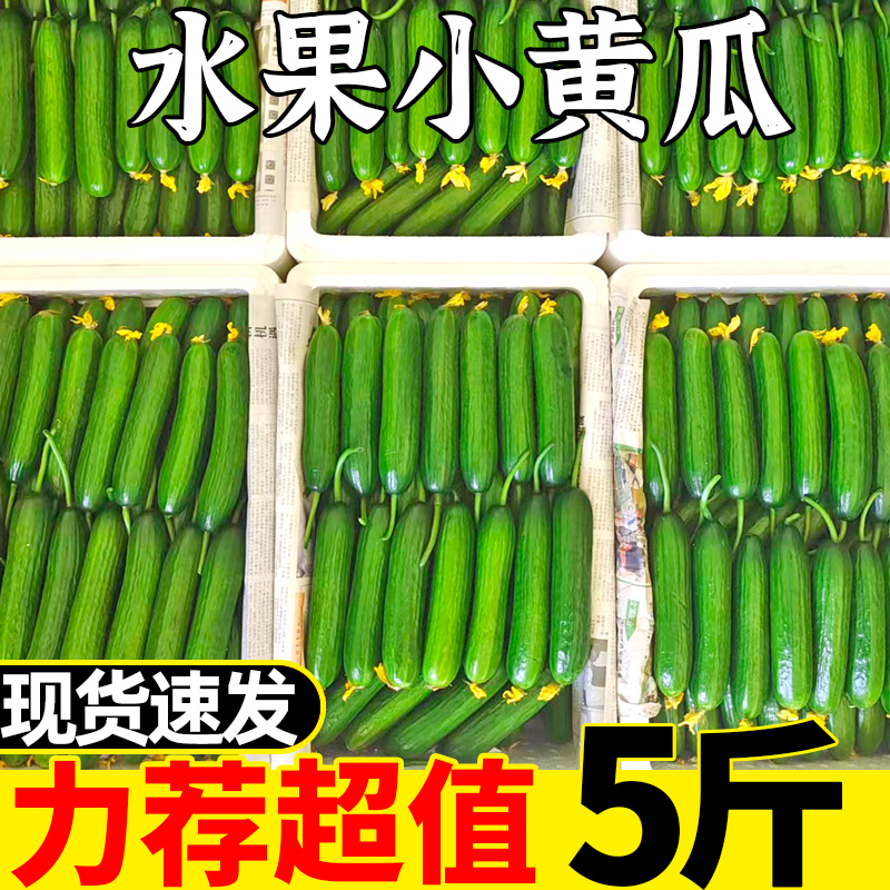 水果小黄瓜5斤青瓜新鲜生吃蔬菜孕妇山东旱荷兰无刺瓜10整箱包邮D-图0