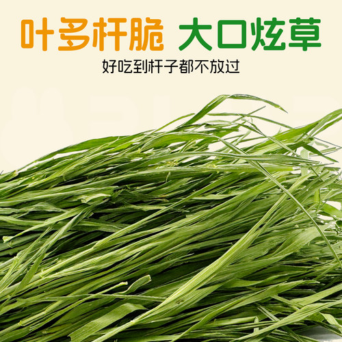 兔兔窝总店 精品烘干小麦草干草牧草 兔子龙猫荷兰猪500g全国包邮 - 图2
