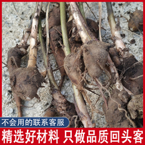 Fuyang rescue mud wild X-hole Sichuan Jiang oil special produced without concocting no sulphur and cold and warm body hands and feet for fear of cold