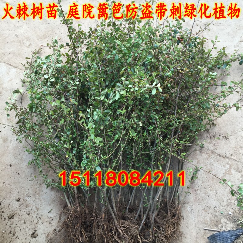 火棘小苗 火棘苗庭院花卉围墙篱笆绿化树苗 带刺植物火棘球火棘果 - 图0