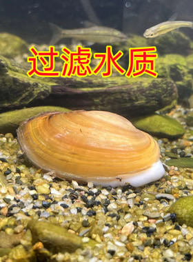 好养黄金小河蚌原生冷水观赏河蚌活体水族净化水质淡水螺鲜活贝壳