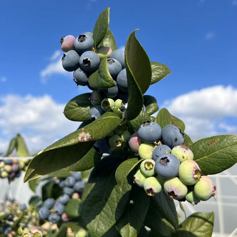 云南花香蓝莓新鲜水果特大果礼盒高山蓝莓鲜果超山姆顺丰空运,淘宝优惠券,粉丝福利购,淘宝优惠卷