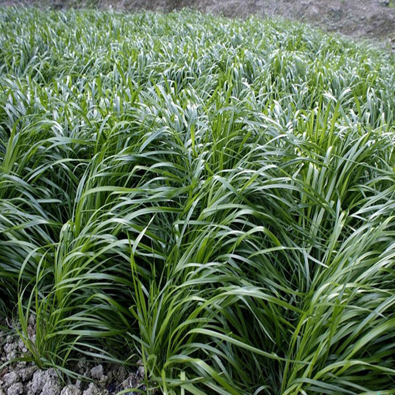 冬牧70黑麦草种子南方北方多年生秋冬季大叶高产牧草养殖黑麦草籽 - 图2