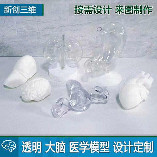 透明3D打印大脑模拟定制医疗心脏医学教学教具脑部肺部胃肝脏肾脏 - 图3