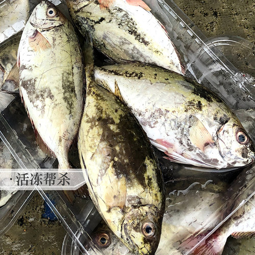 泥猛鱼新鲜秋叶鱼潮汕海鲜水产冷冻娘艾鱼挨篮子臭肚鱼海鱼苦提鱼 - 图0