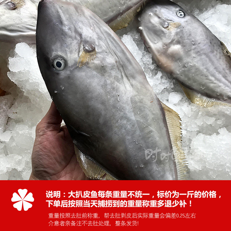 大剥皮鱼马面鱼耗儿鱼扒皮牛新鲜冷冻海鲜野生海捕海鱼条1斤左右_虎窝淘