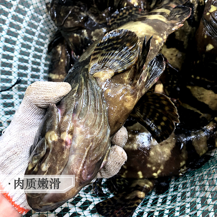 石斑龙胆鱼新鲜海鱼海鲜水产当天现捞鲜活生猛大龙趸鱼1条约1.3斤 - 图1